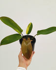 Philodendron pedatum 'Florida Bronze' Variegata