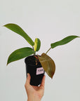 Philodendron pedatum 'Florida Bronze' Variegata