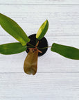 Philodendron pedatum 'Florida Bronze' Variegata