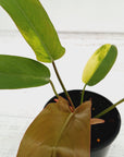 Philodendron pedatum 'Florida Bronze' Variegata