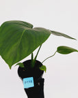 Monstera deliciosa