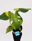 Monstera borsigiana 'Aurea'
