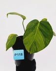Monstera borsigiana 'Aurea'