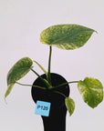 Monstera Deliciosa 'White Monster'