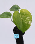 Monstera Deliciosa 'White Monster'