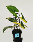 Syngonium podophyllum 'Gold'