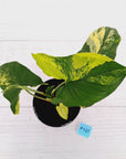 Syngonium podophyllum 'Gold'