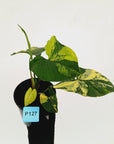 Syngonium podophyllum 'Gold'