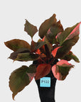 Homalomena rubescens Flaming Red Variegata