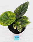Alocasia sinuata Variegata