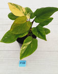 Homalomena rubescens Variegata
