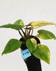 Homalomena rubescens Variegata
