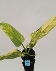 Philodendron Silver Sword Variegata