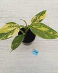 Philodendron Silver Sword Variegata