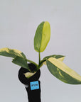 Philodendron Silver Sword Variegata