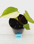 Philodendron gloriosum 'white vein' variegata - low var