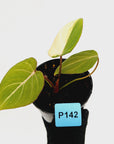 Philodendron gloriosum 'white vein' variegata - low var