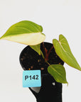 Philodendron gloriosum 'white vein' variegata - low var