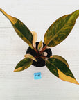Philodendron 'Rojo Congo Variegated' 125mm - SALE