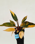 Philodendron 'Rojo Congo Variegated' 125mm - SALE