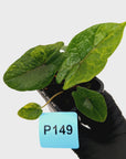 Alocasia scalprum 'Aurea' Variegata
