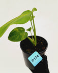 Monstera borsigiana 'Aurea'