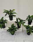 Homalomena sp Riau Sumatera