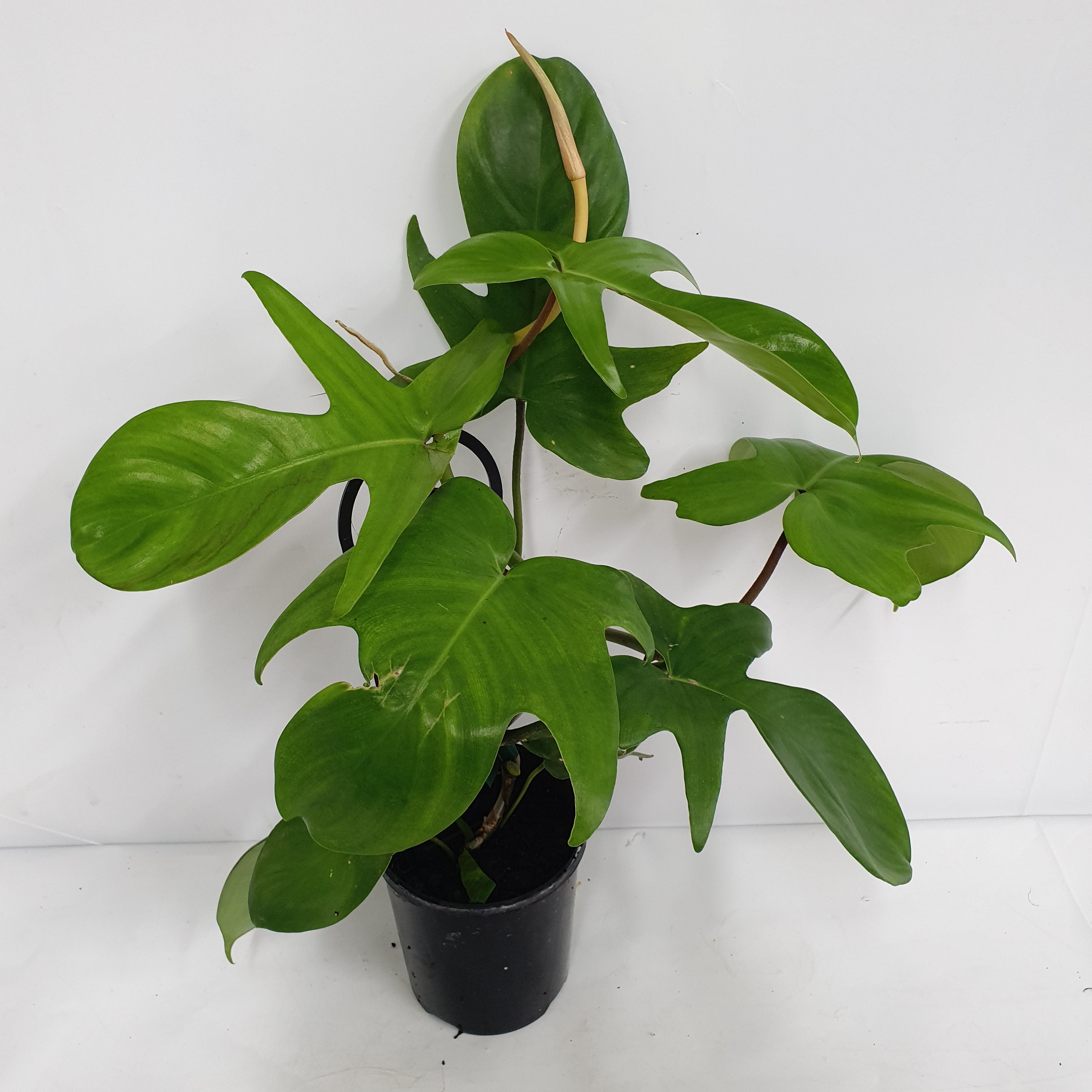 philodendron pedatum florida Philodendron pedatum Florida Rudolph