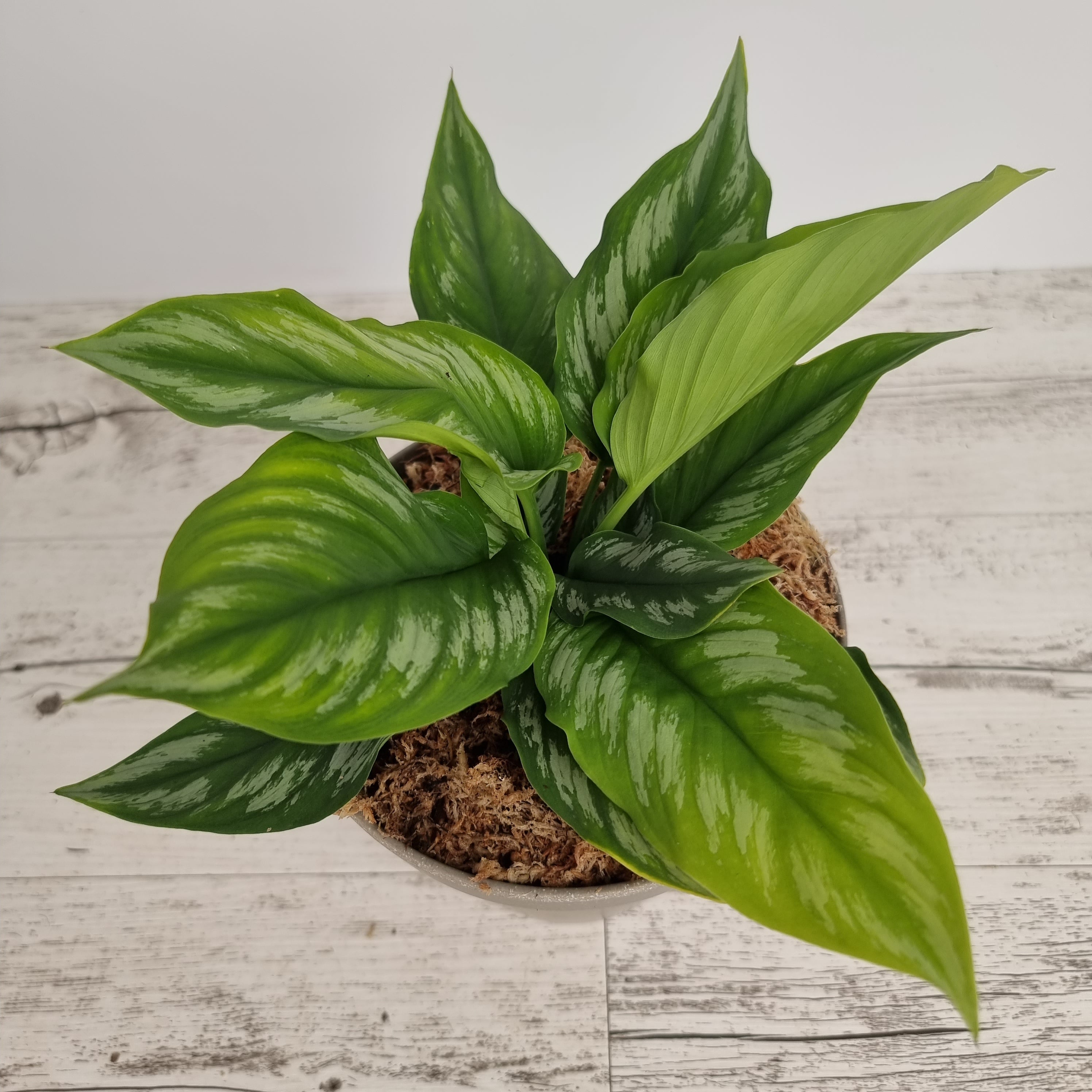 Homalomena sp Riau Sumatera – Enliven Plants