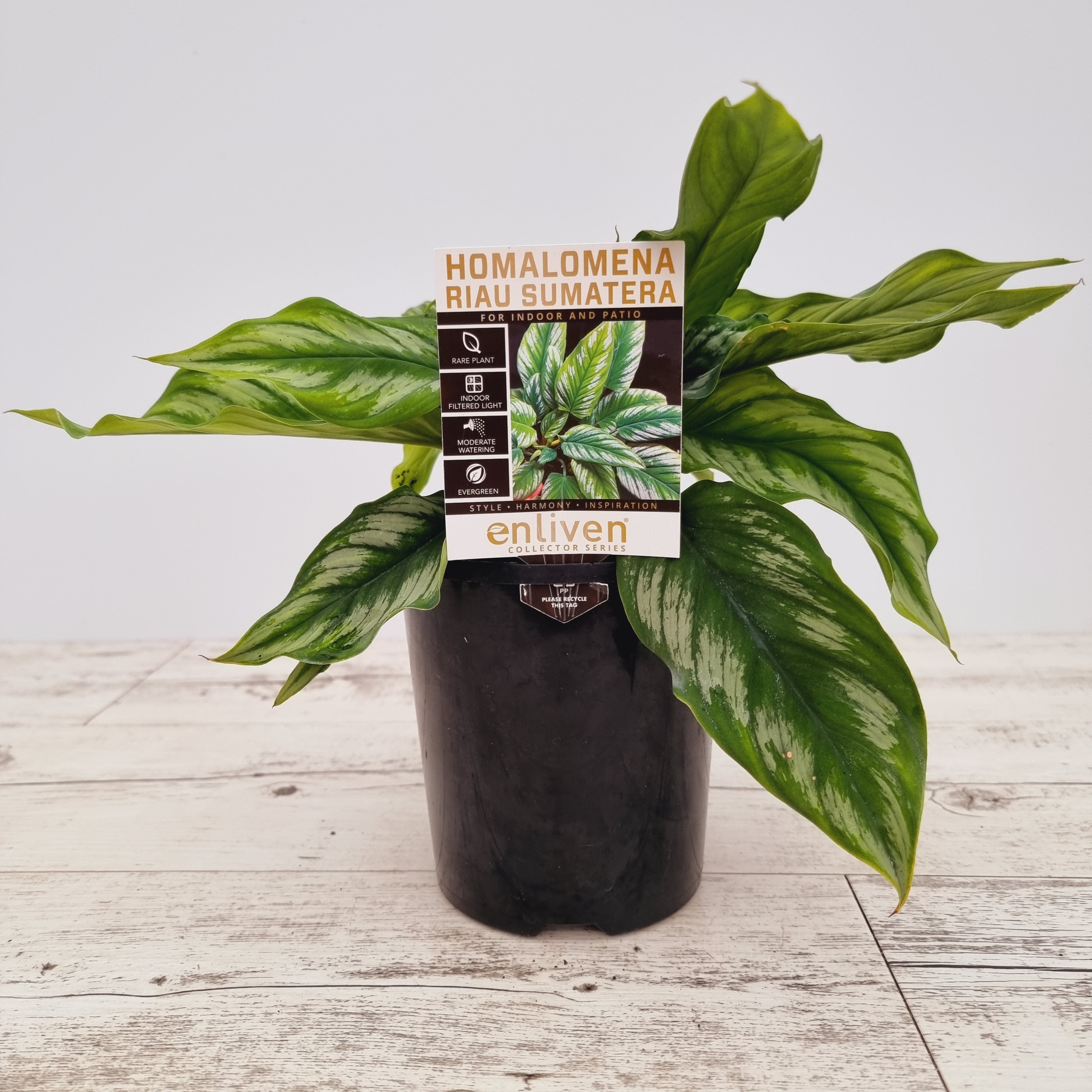 Homalomena sp Riau Sumatera – Enliven Plants