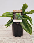 Homalomena sp Riau Sumatera