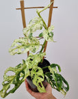 Monstera adansonii ‘Mint’
