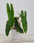 Philodendron billietiae