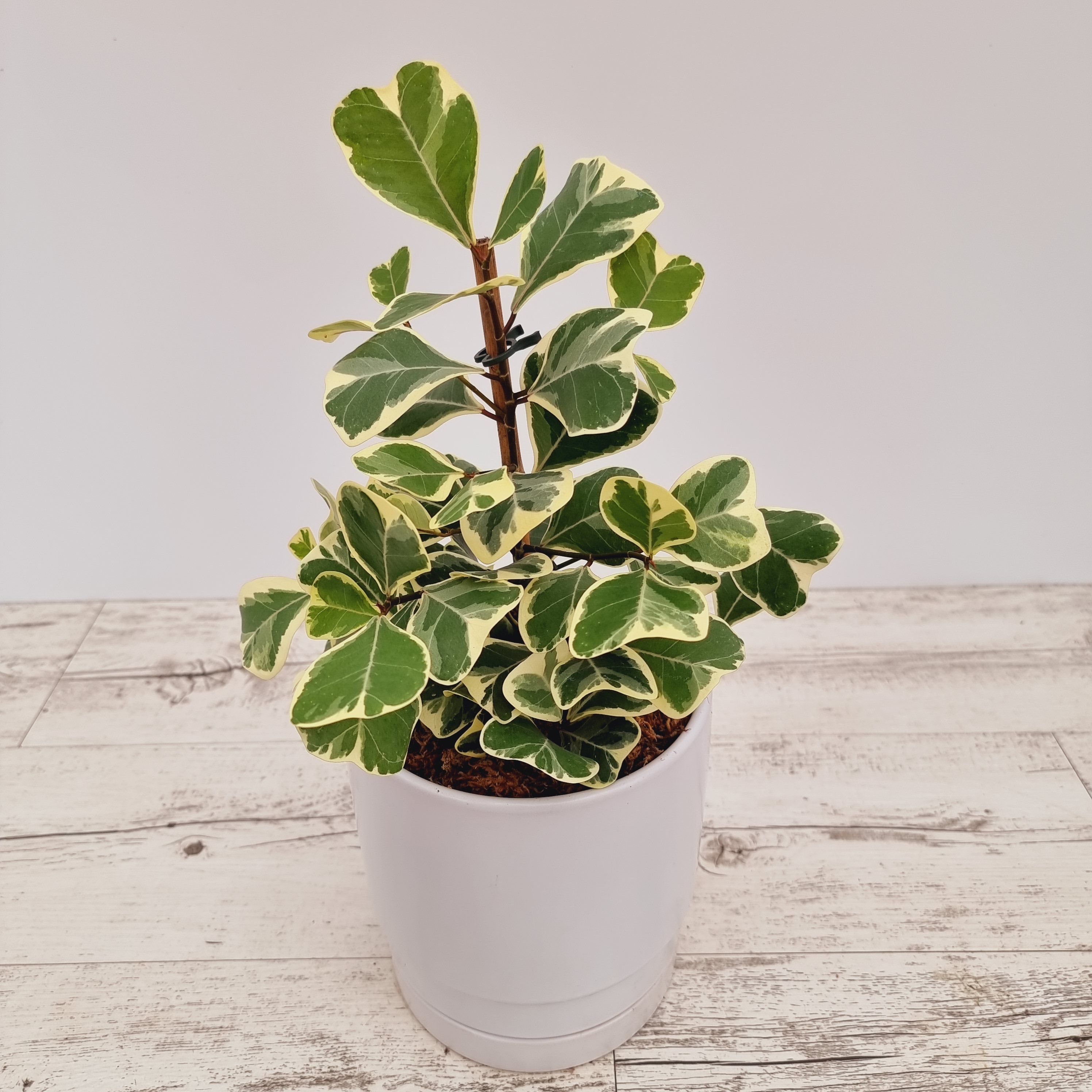 Ficus triangularis 'Albo variegata'- Bare Bottom Baby