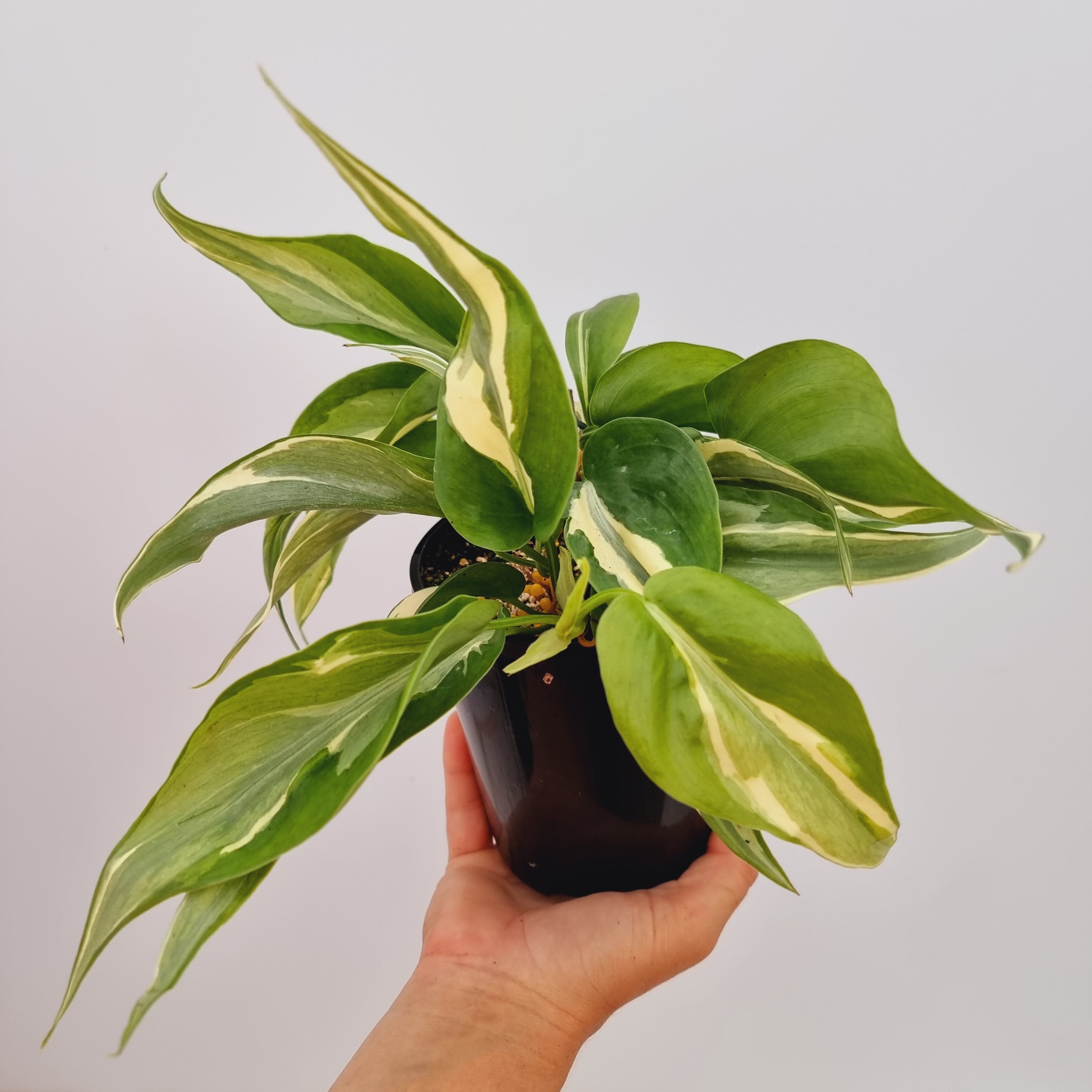 philodendron hederaceum 'rio' Philodendron hederaceum 'Rio' – Enliven Plants