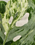 Monstera 'adansonii Mint' - Bare Bottom Baby