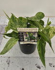 Philodendron hederaceum 'Variegata'