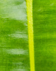 Philodendron billietiae