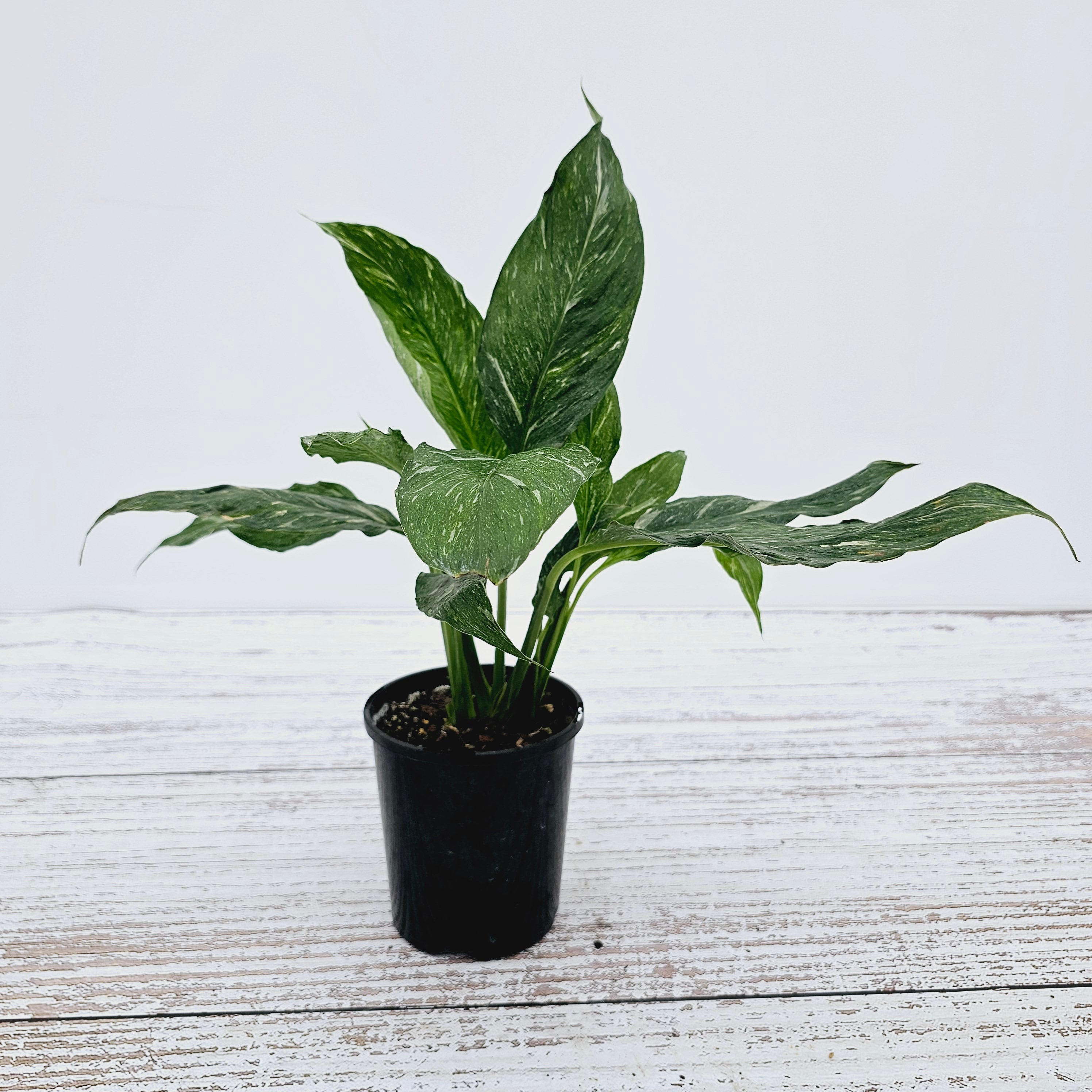 Spathiphyllum floribundum 'Jet Diamond'