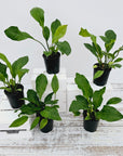 Anthurium plowmanii Wave of Love