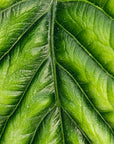 Alocasia sinuata ‘Quilted Dream’ - Perfectly Imperfect Plants