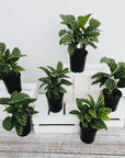Calathea concinna Freddy
