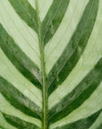 Calathea concinna Freddy