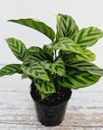 Calathea concinna Freddy