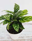 Calathea concinna Freddy