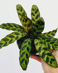Calathea lancifolia Insignis