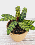 Calathea lancifolia Insignis