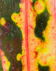 Codiaeum variegatum Croton Mammy