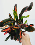 Codiaeum variegatum Croton Mammy