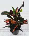 Codiaeum variegatum Croton Mammy